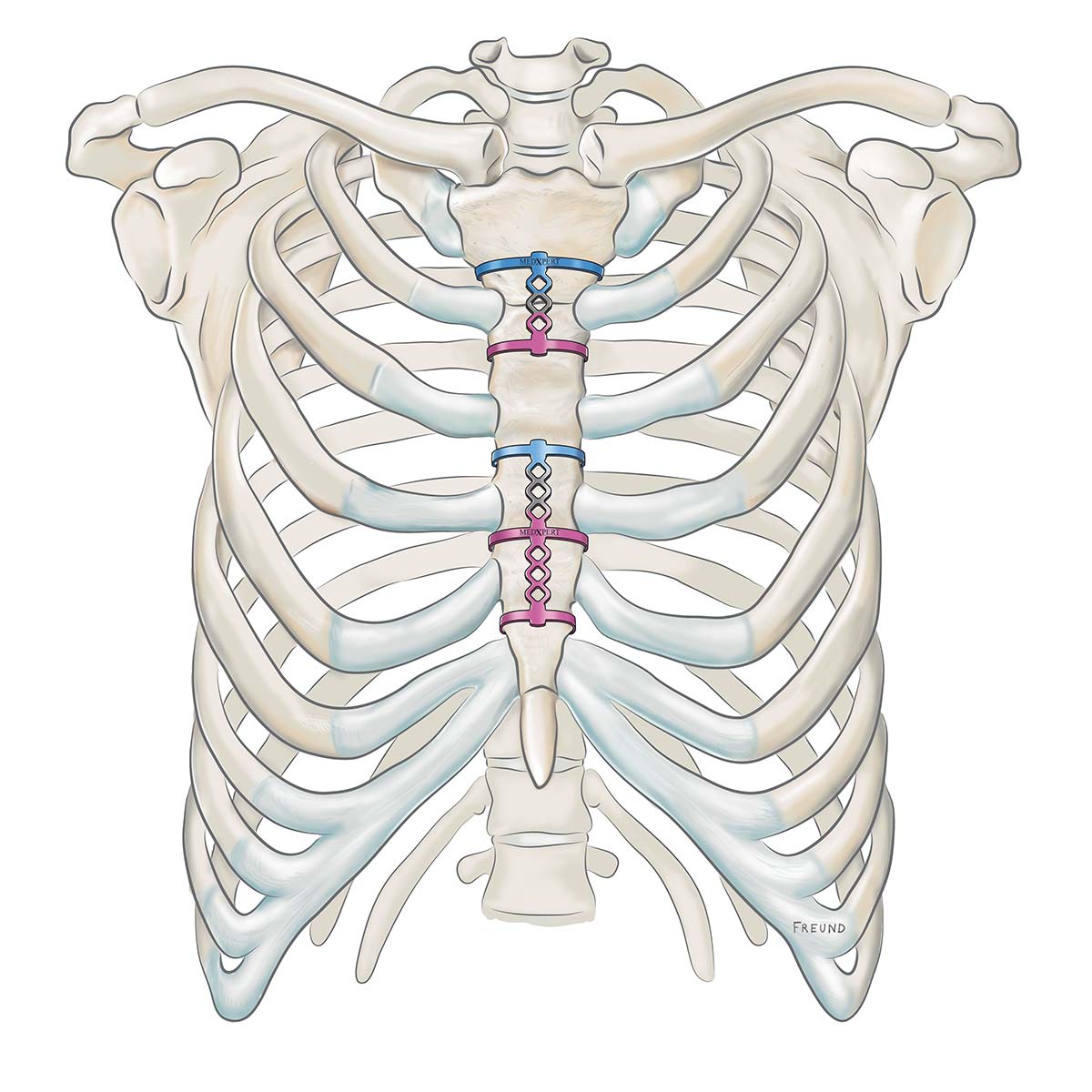 Anatomy Of Ribs And Sternum Anatomy Descriptive And Applied Anatomy